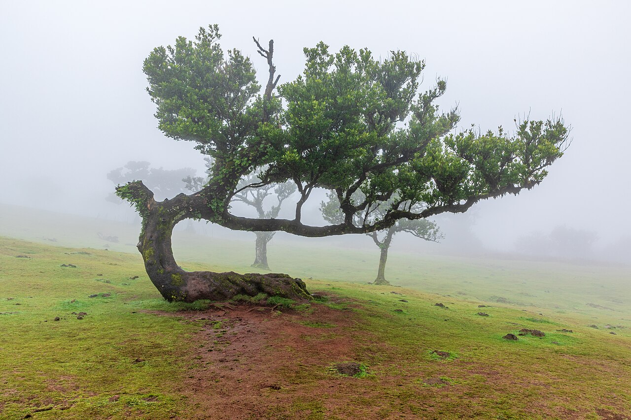 Fanal: The Dying Giants