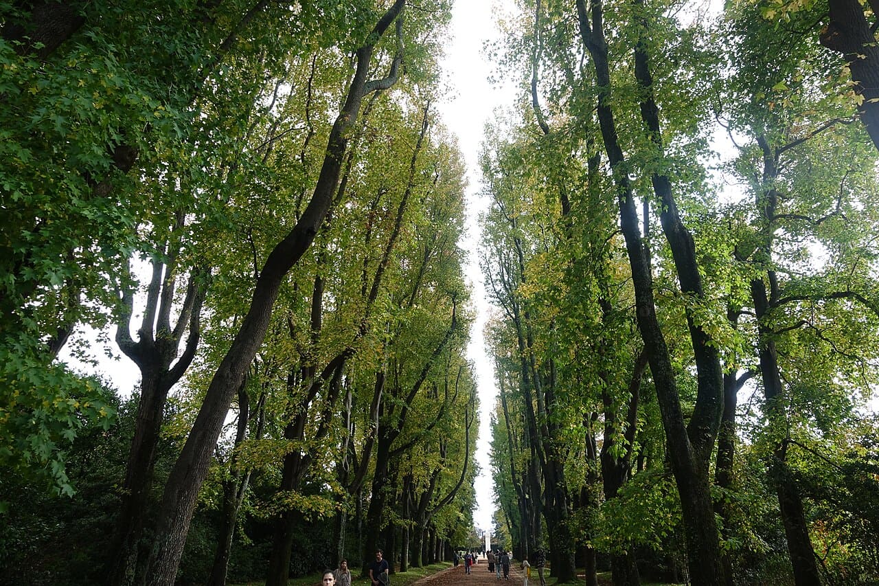 A Alameda dos Liquidâmbares